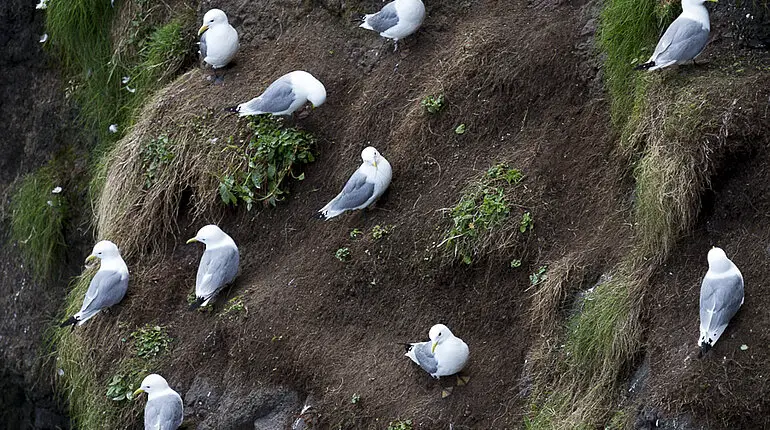 Klippenmöwen bei der Vogelwarte von Rathlin Island.
