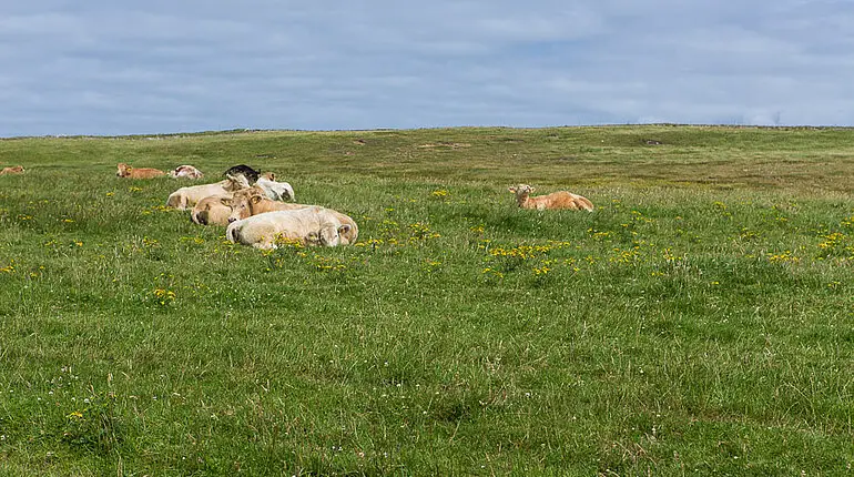 die Kühe schlafen am Morgen noch bei den Cliffs of Moher