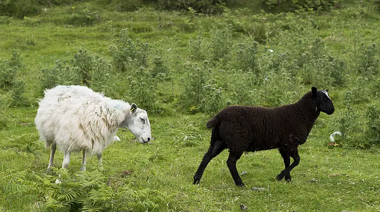 Schafe gibt es natürlich auch auf Rathlin Island.