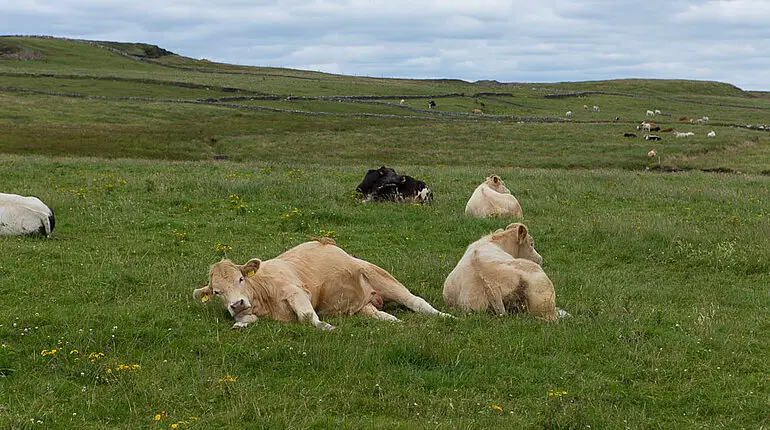 Kühe im County Clare fühlen sich wohl